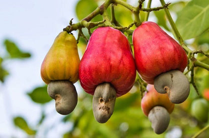 Frugter af Cashew (Anacardium occidentale)