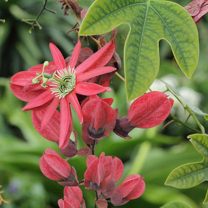 De fantastisk flotte røde blomster af Rød passionsblomst (Passiflora princeps)