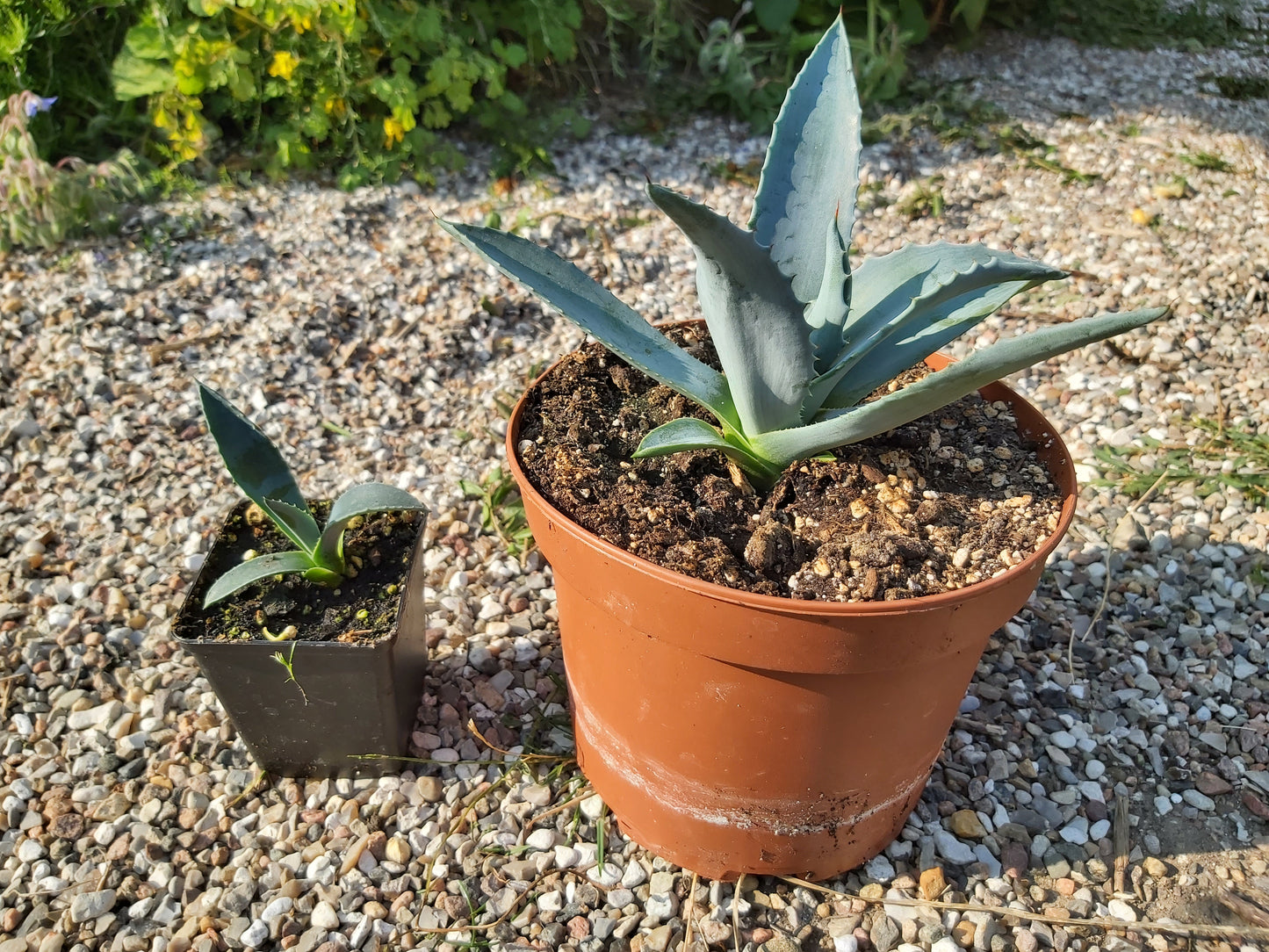 Agave (Agave americana) | plante – a Piece Nature