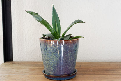 Lille og fin Agave (Agave americana) i blå glaseret potte