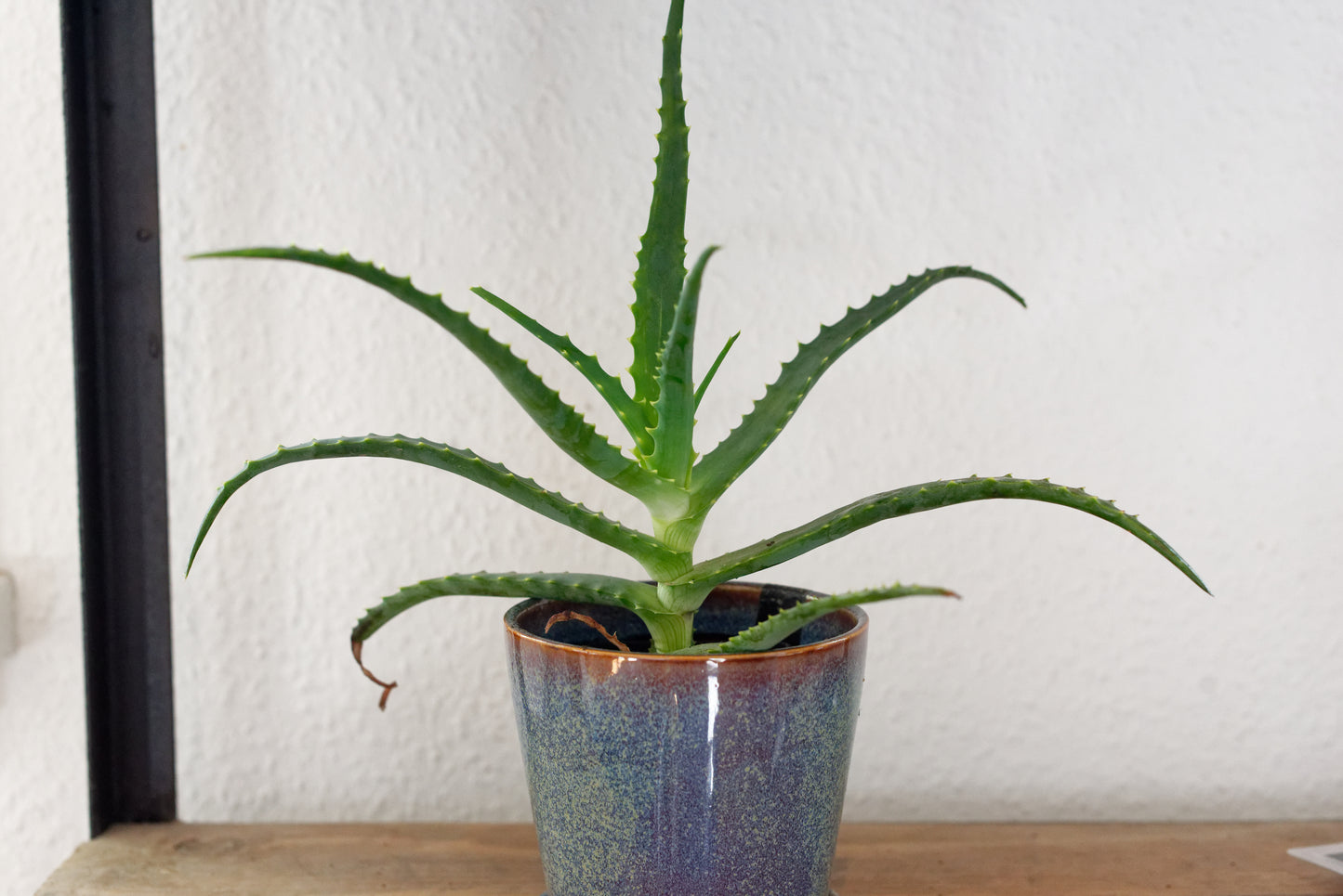 Lille stikling af Aloe (Aloe arborescens) i blå potte
