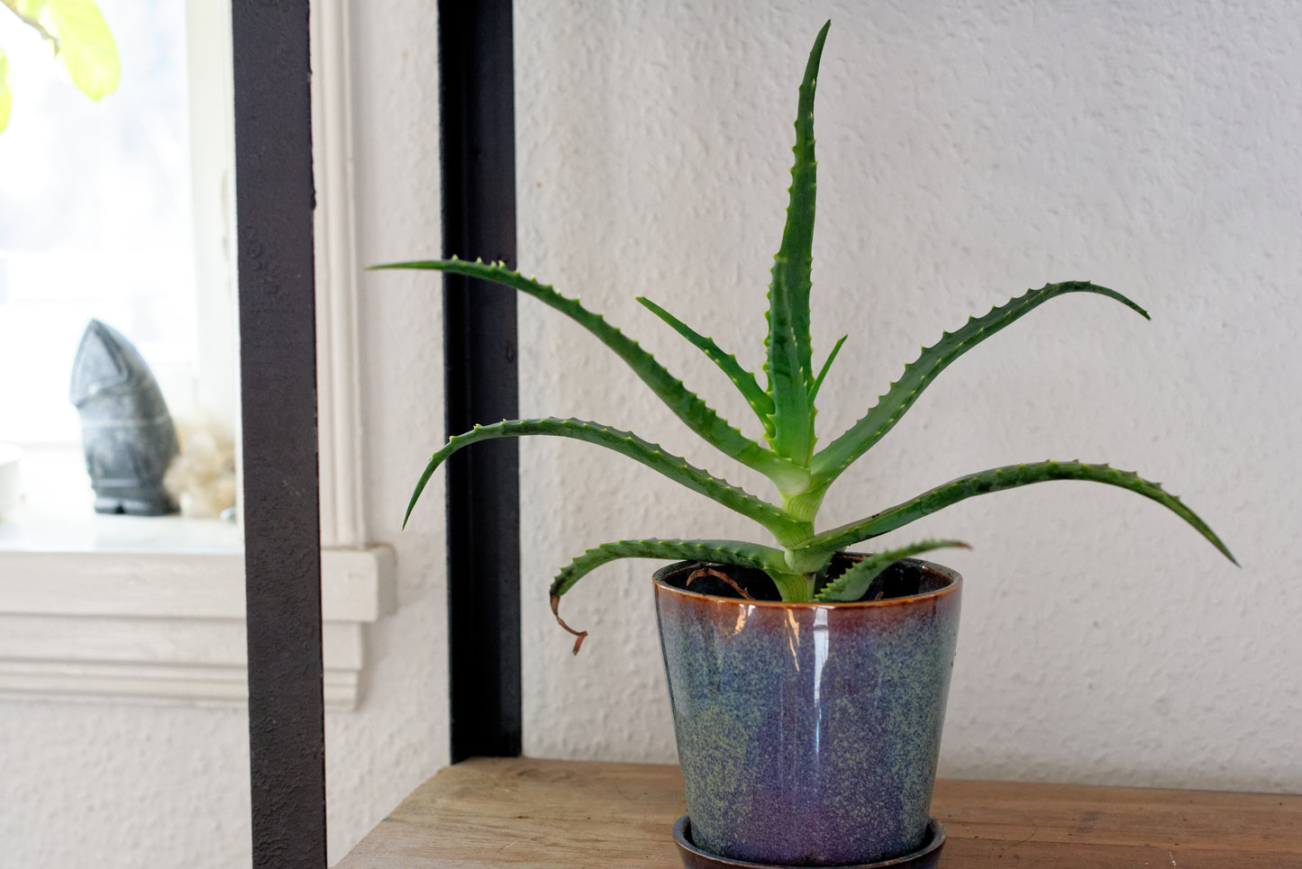 Lille plante af Aloe (Aloe arborescens) i blåglaseret potte