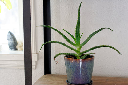 Lille plante af Aloe (Aloe arborescens) i blåglaseret potte
