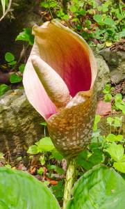 Den smukke blomst af Penisplanten (Amorphophallus kachinensis)