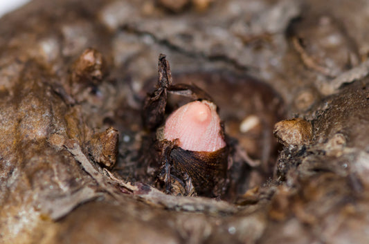 Leopardstilk (Amorphophallus konjac) | knolde