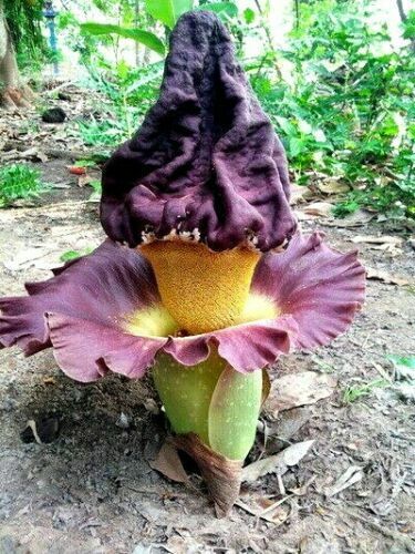 Stor blomst af Elefantyams (Amorphophallus paeoniifolius)