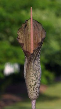Blomsten af Penisplanten (Amorphophallus tenuistylis)