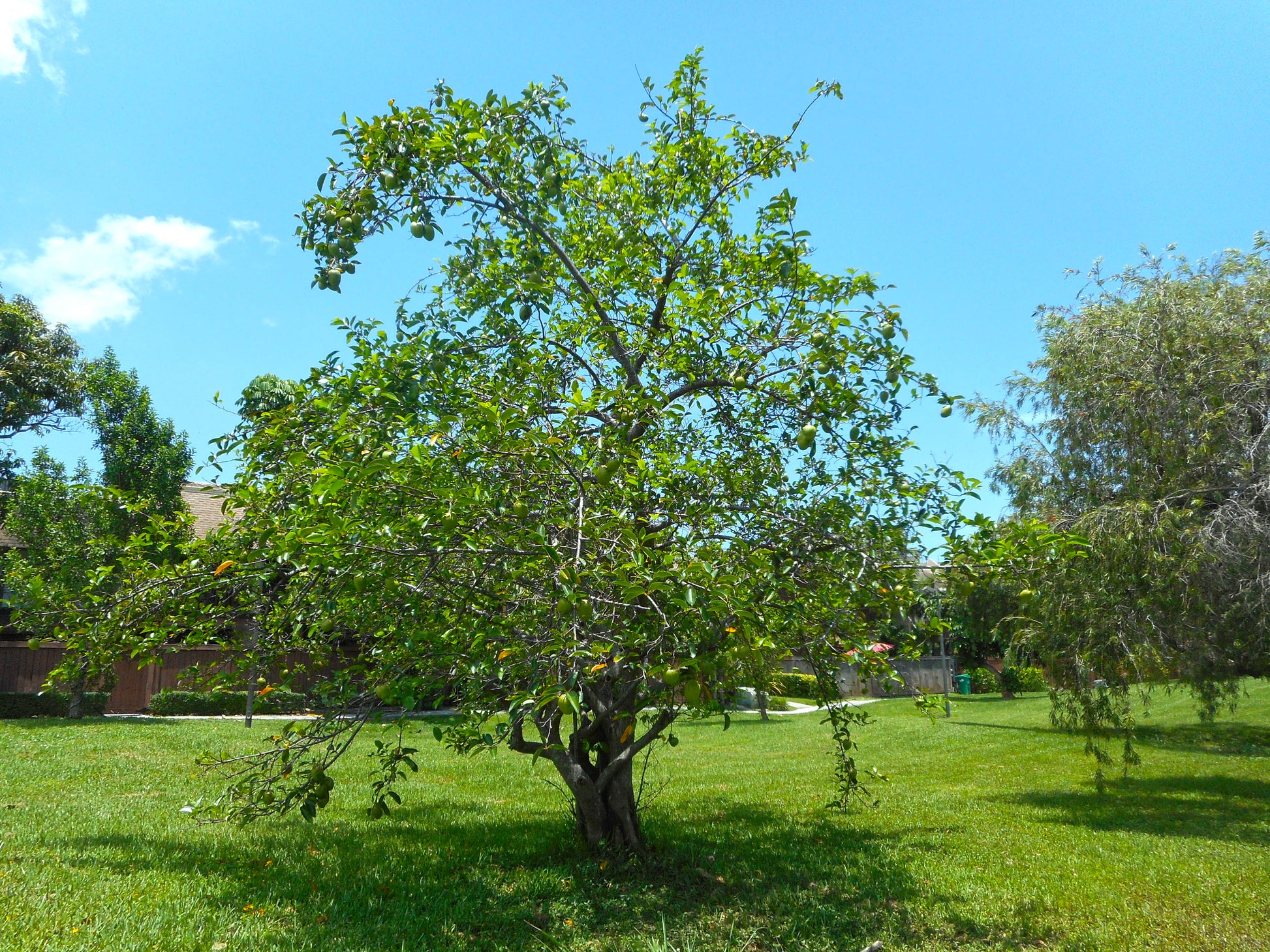 Træ af Sumpæblet (Annona glabra)