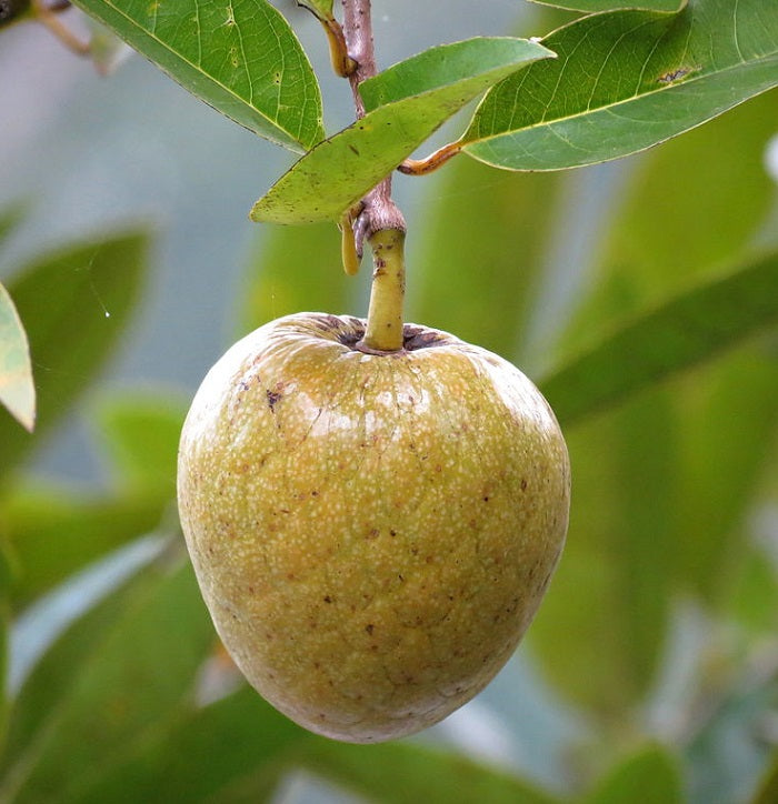 Frugten af Oksehjerteæble (Annona reticulata)
