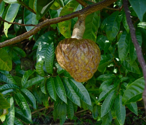 Frugt og blade af Oksehjerteæble (Annona reticulata)