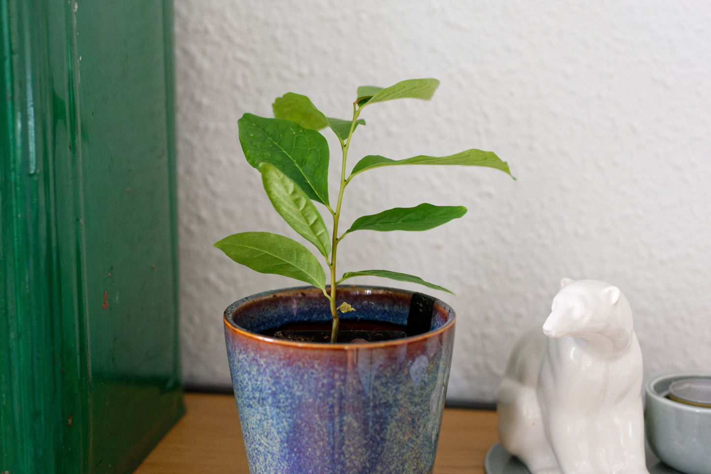 Paw paw (Asimina triloba) | plante