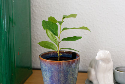 Paw paw (Asimina triloba) | plante