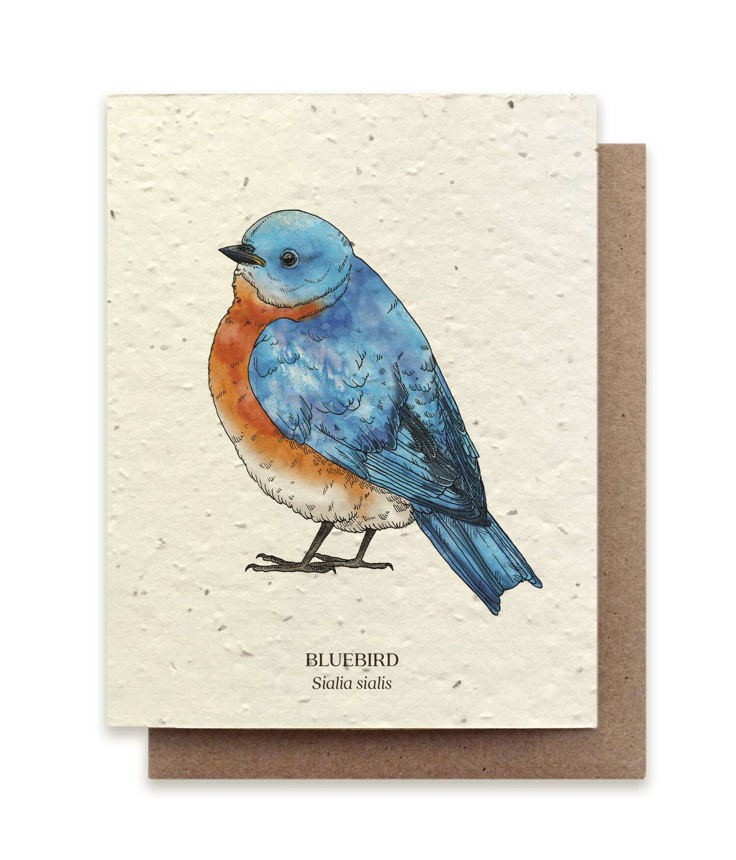 Postkort med motiv af en østlig blåfugl