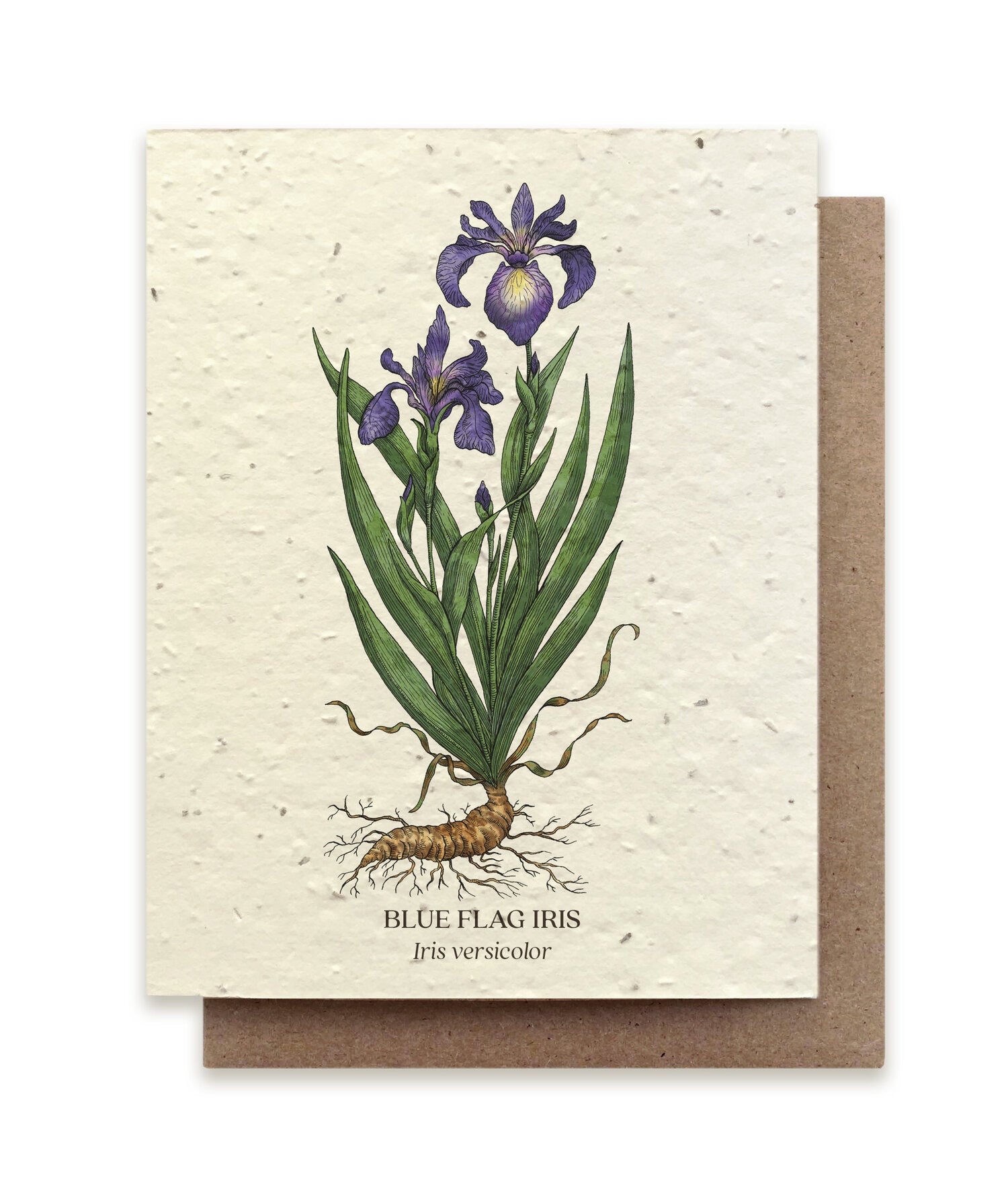 Blå iris (postkort) med konvolut