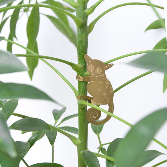 Lille Bush Baby i messing, der klynger sig til en plante