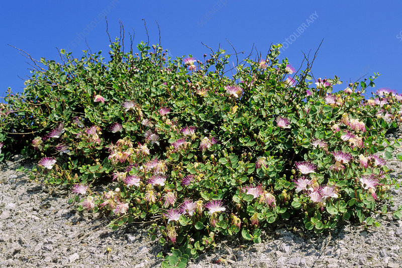 Flot og blomstrende Kapers busk (Capparis spinosa) 