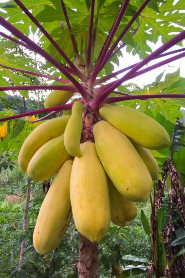 De smukke, store og gule frugter fra Papaya (Carica papaya) (GUL) 