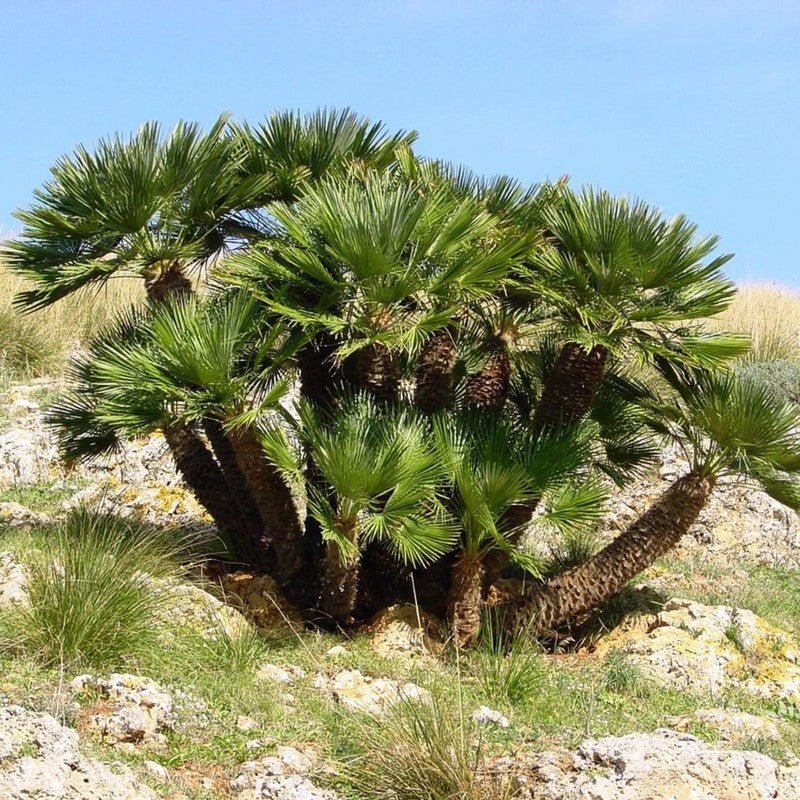 Stor Viftepalme (Chamaerops humilis)