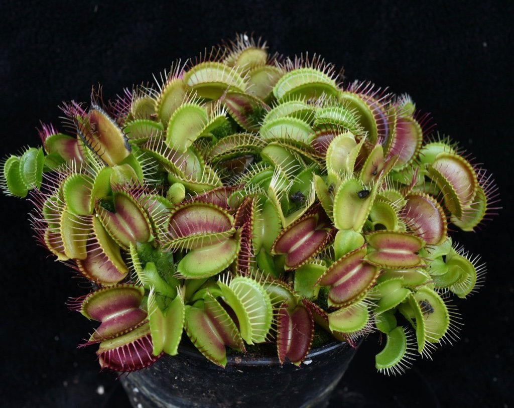 Stor flot venus fluefangerplante (Dionaea muscipula)