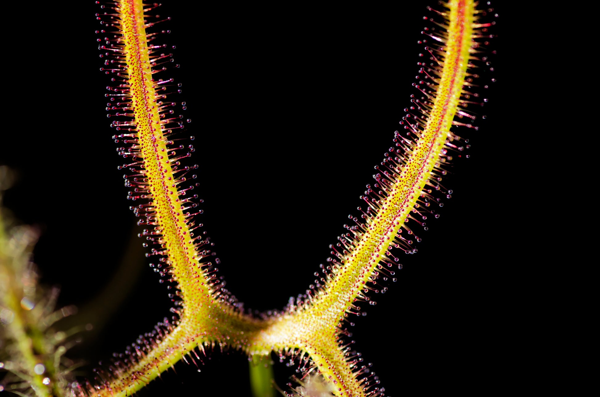 Nærbillede af bladet på en gaffelgrenet soldug (Drosera binata)