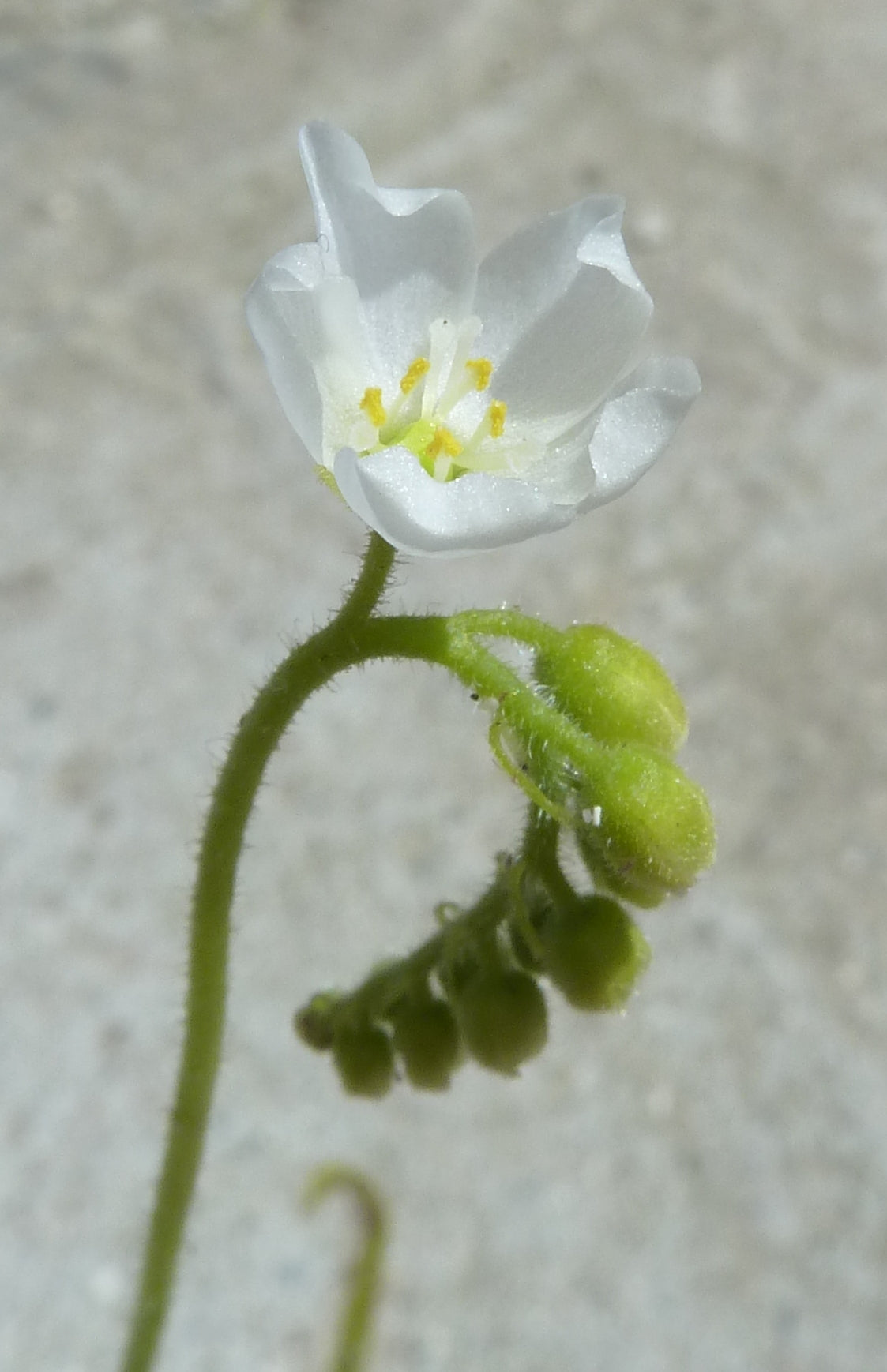 Den hvide blomst på solduggen (Drosera capensis "alba")