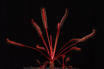 Den flotte røde variant af Drosera capensis