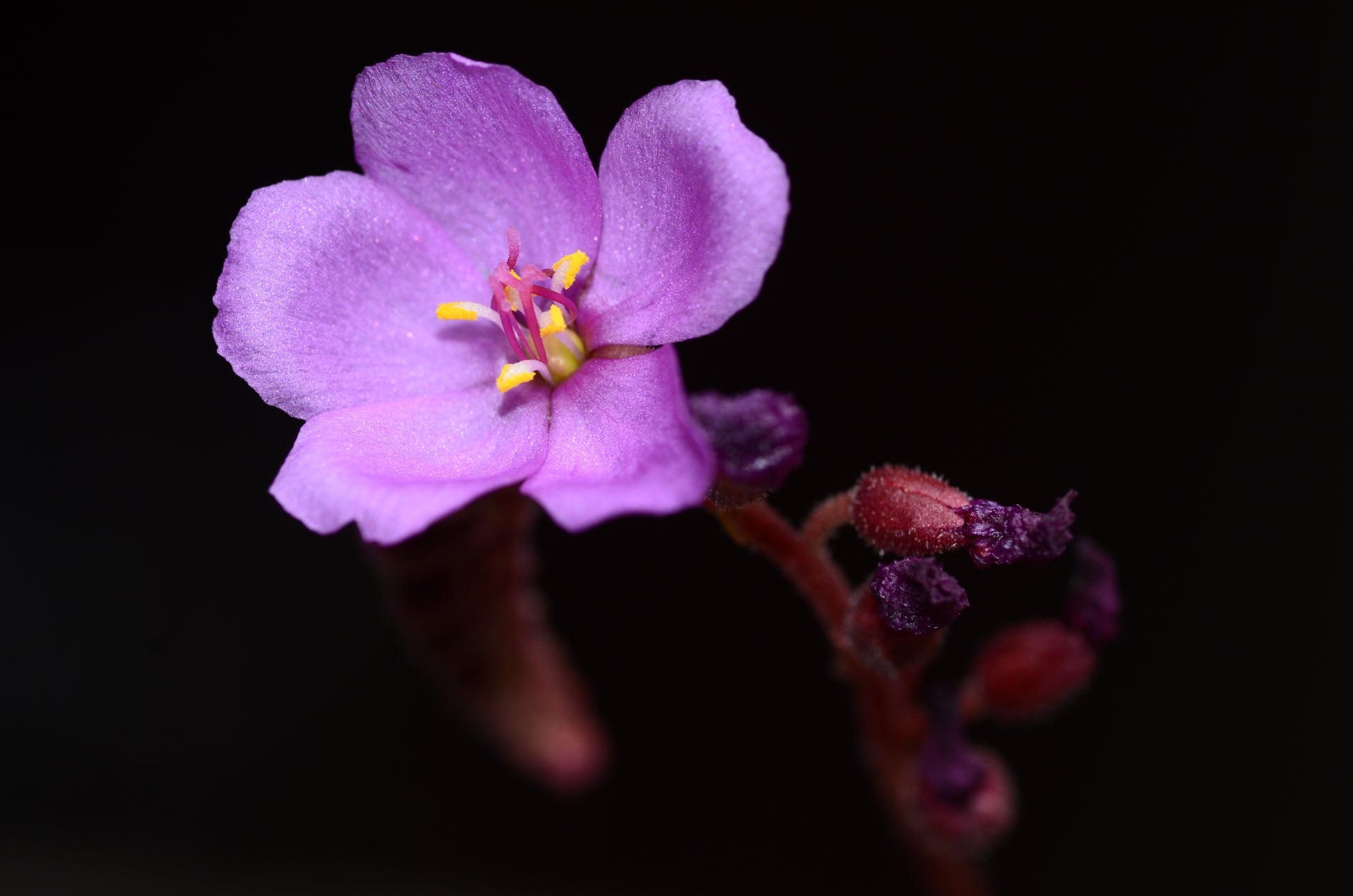 De smukke lilla blomster af soldug (Drosera capens "red")