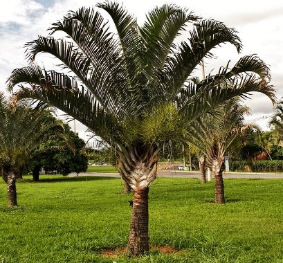 Trekantspalme (Dypsis decaryi) i en græsplæne