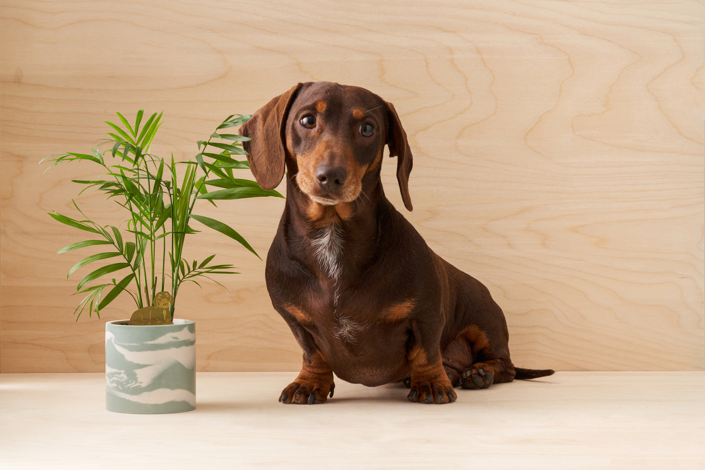 Rigtig gravhund siddende ved siden af sin lille messingfigur, der pynter i en grøn plante