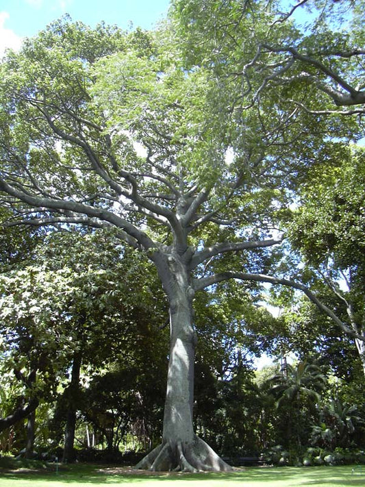 Det store Kapoktræ (Ceiba pentandra)