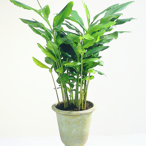 Den flotte, grønne Kardemomme plante (Elettaria cardamomum)