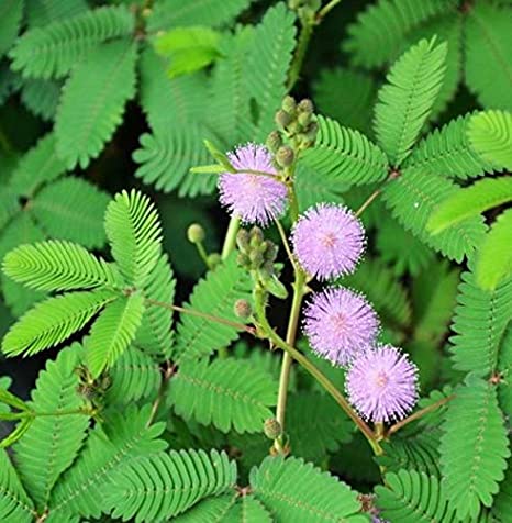 Blomstrende Rør-mig-ej (Mimosa pudica)