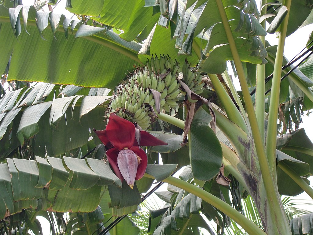 Stor klase bananer fra Prydbanan (Musa acuminata acuminata)
