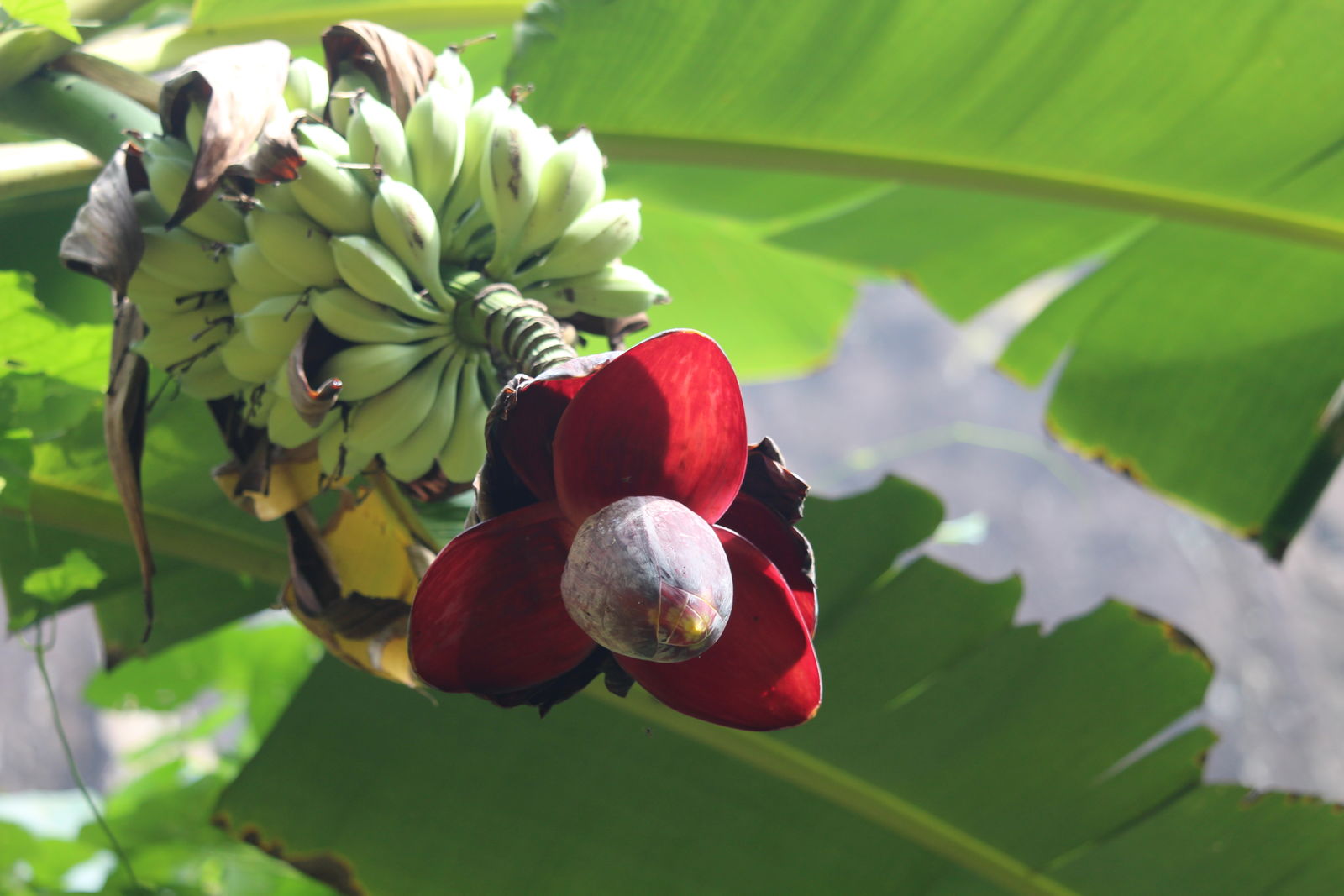 Blomsten af Sød vild banan (Musa balbisiana balbisiana)
