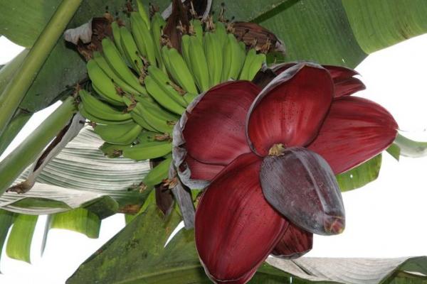 Bananer og blomst af Sød vild banan (Musa balbisiana balbisiana)