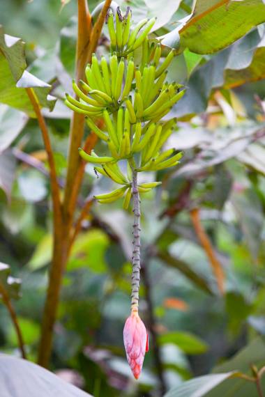 Hutan banan (Musa lawitiensis) | frø, 10 stk.