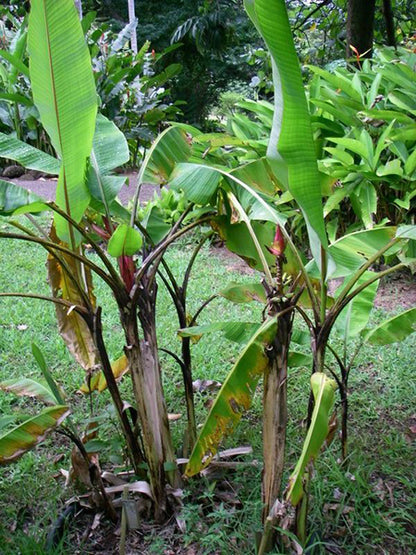 Små planter af Indisk dværgbanan (Musa mannii) 