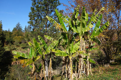 Række med planter af Darjeeing banan (Musa sikkimensis)