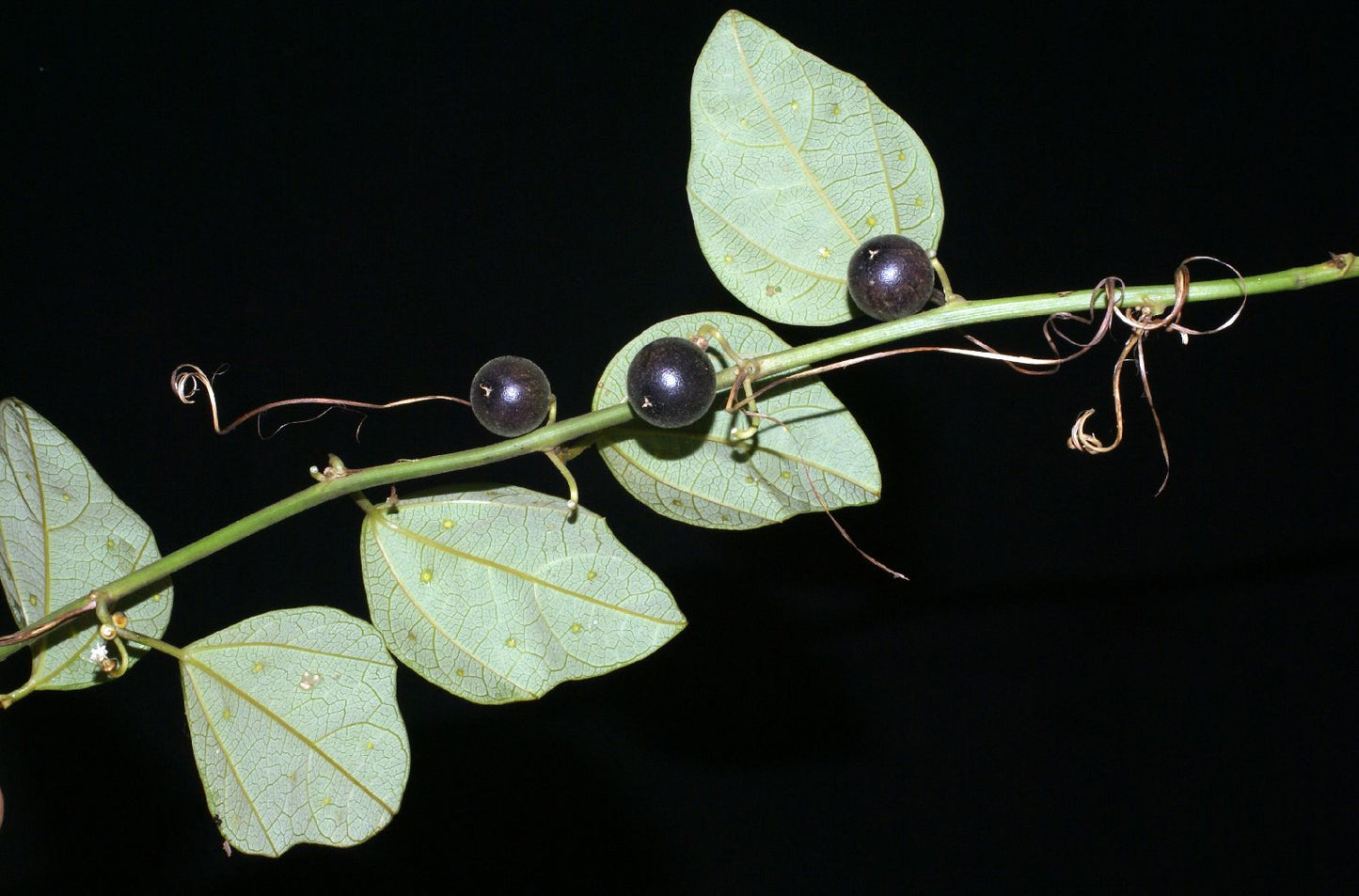 De små, sorte frugter af Sort passionsfrugt (Passiflora auriculata)