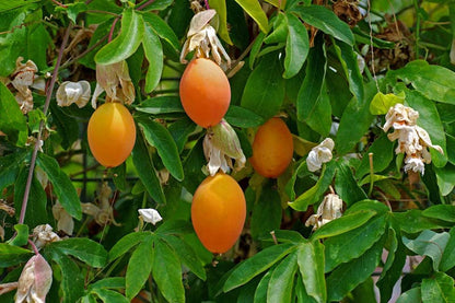 Orange frugter af Blå passionsblomst (Passiflora caerulea)