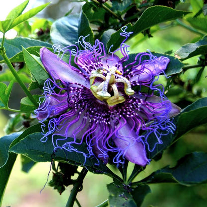 Den flotte, lille blomst af Kæmpe passionsfrugt (Passiflora edulis "purple giant")