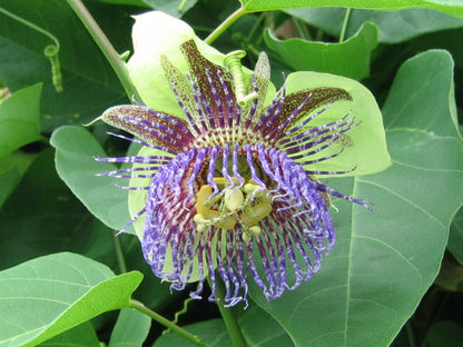 Blomsten fra Vild passionsfrugt (Passiflora maliformis)
