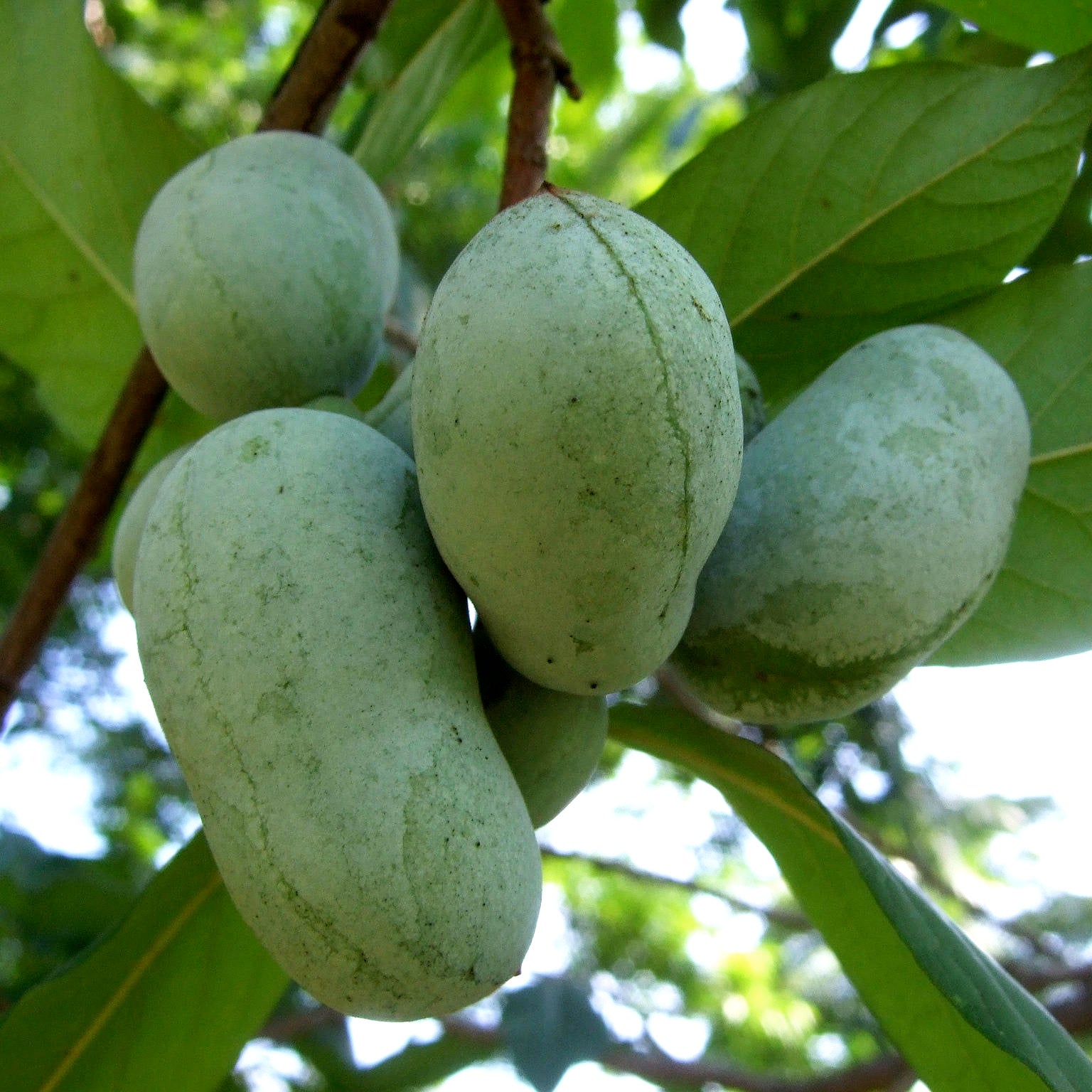 Frugter fra Paw paw (Asimina triloba)