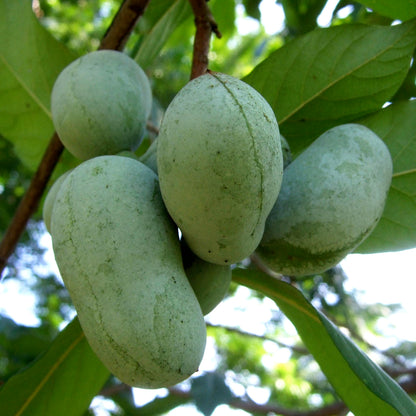 Paw paw (Asimina triloba) | plante