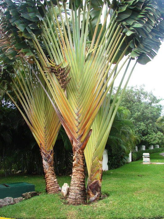 Sydamerikansk rejsendes træ (Phenakospermum guyannense) | frø, 5 stk.