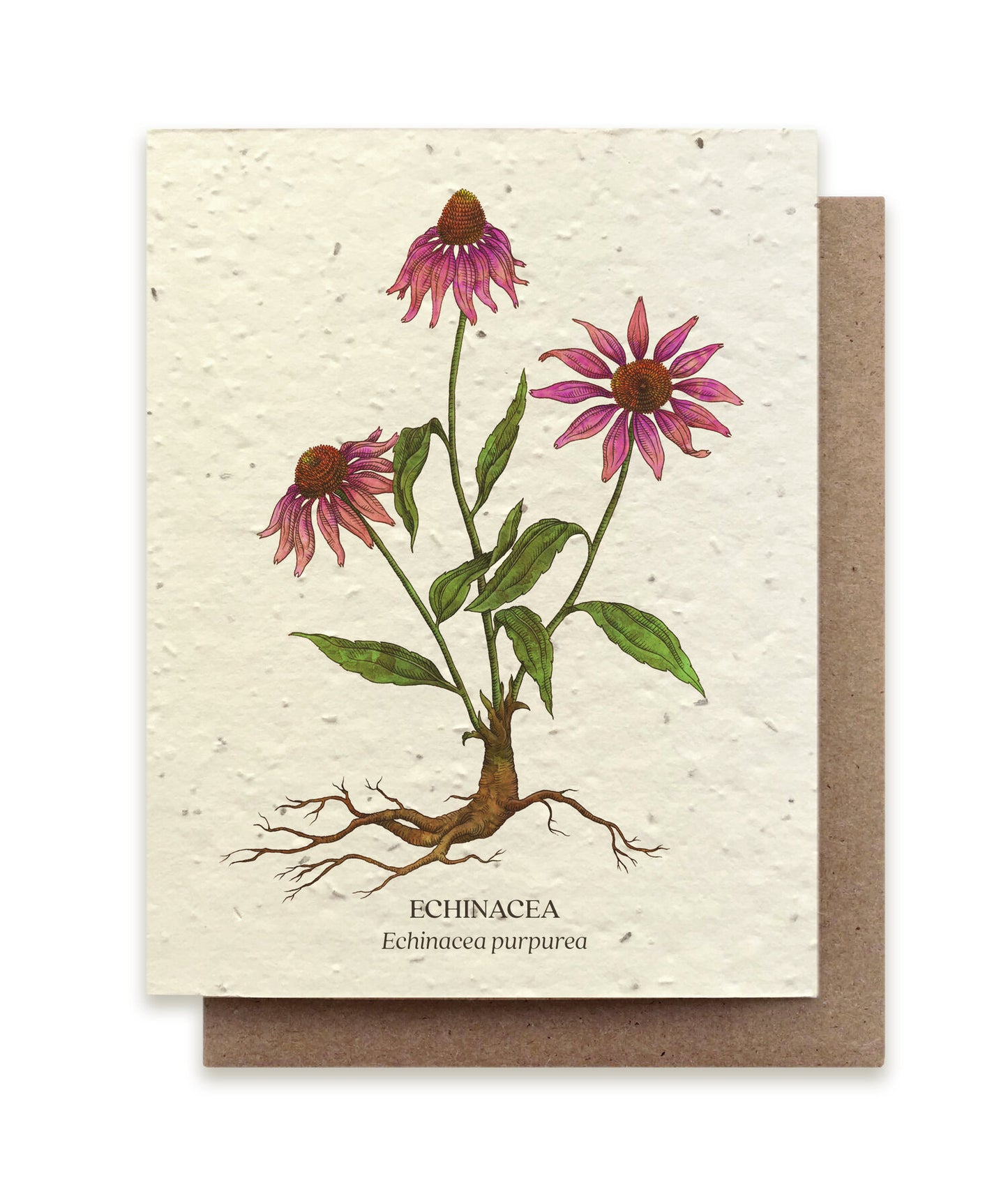 Postkort med smukt motiv af en purpur solhat