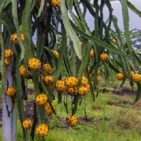 Gul Dragefrugt (Selenicereus megalanthus) med frugter