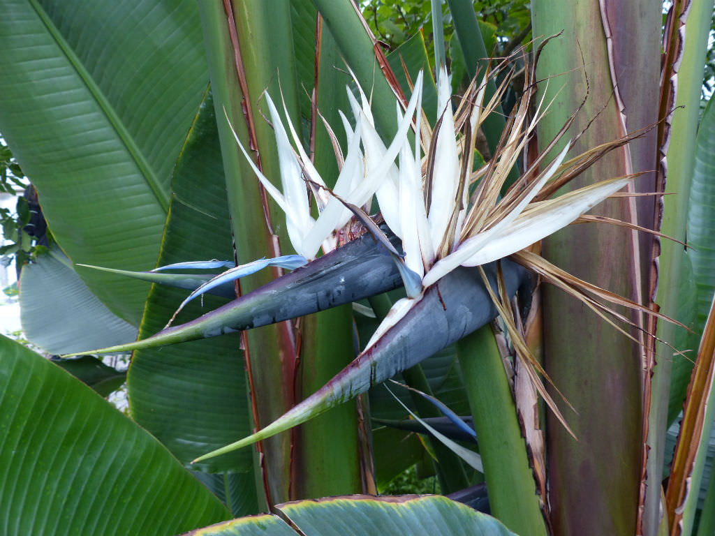 Den smukke blå og hvide blomst af Hvid paradisblomst (Strelitzia alba)