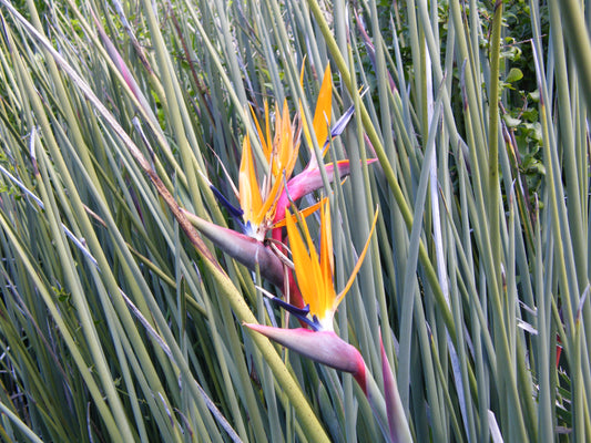 Smalbladet paradisblomst (Strelitzia juncea) i blomst