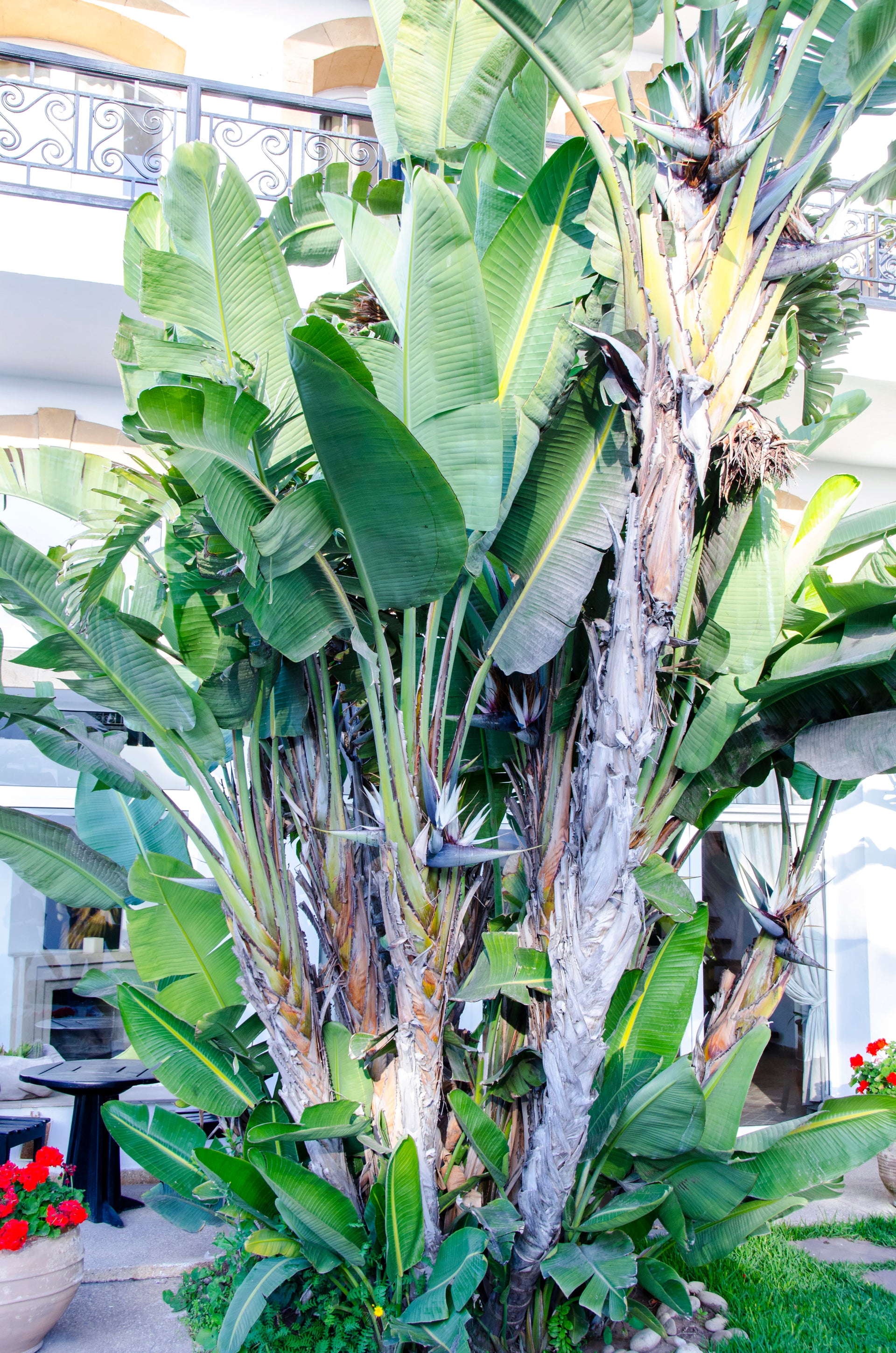 Baum-Strelitzie (Strelitzia nicolai) – a Piece of Nature